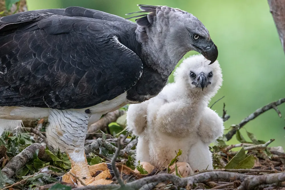 巣の中で白いふわふわの雛と一緒に立っている巨大なオウギワシの親鳥