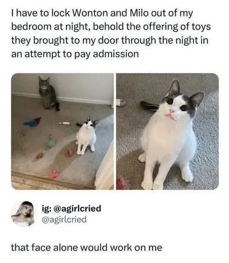 Two cats outside a bedroom door surrounded by toys, with a close-up of one looking up pleadingly.