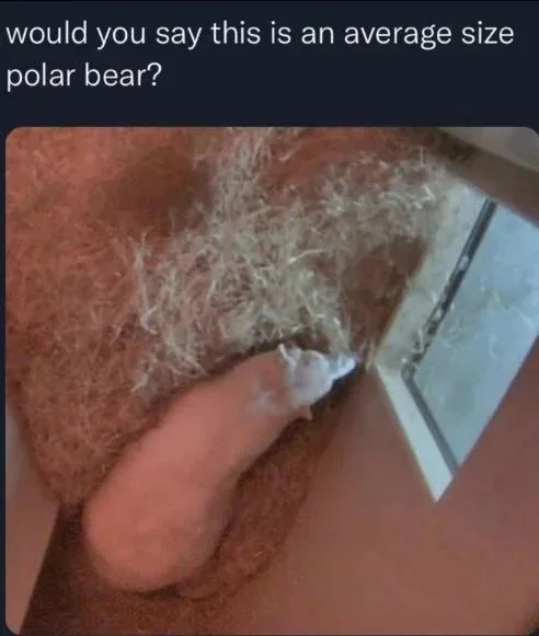 A social media screenshot asking 'would you say this is an average size polar bear?' above a picture of a white polar bear viewed from an awkward angle and surrounded by brown substrate, resembling a phallic shape.