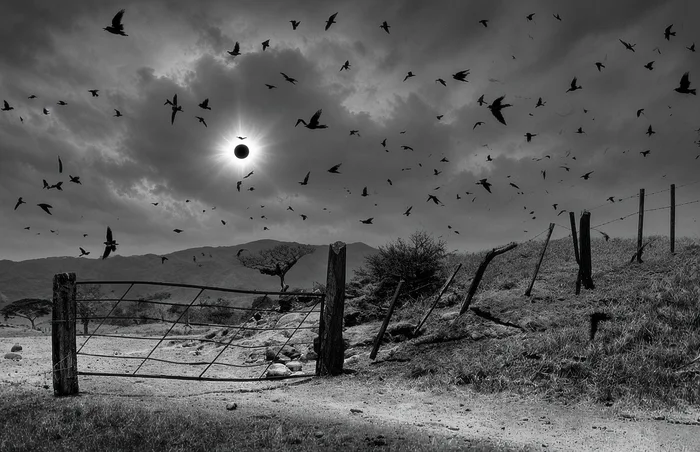 Black and white photograph showing a dramatic total solar eclipse over a rural landscape with birds filling the sky above a rustic wooden and wire gate.