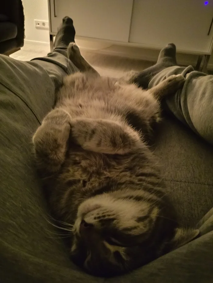 A fluffy tabby cat sleeping on its back between a person's outstretched legs with its paws curled up.