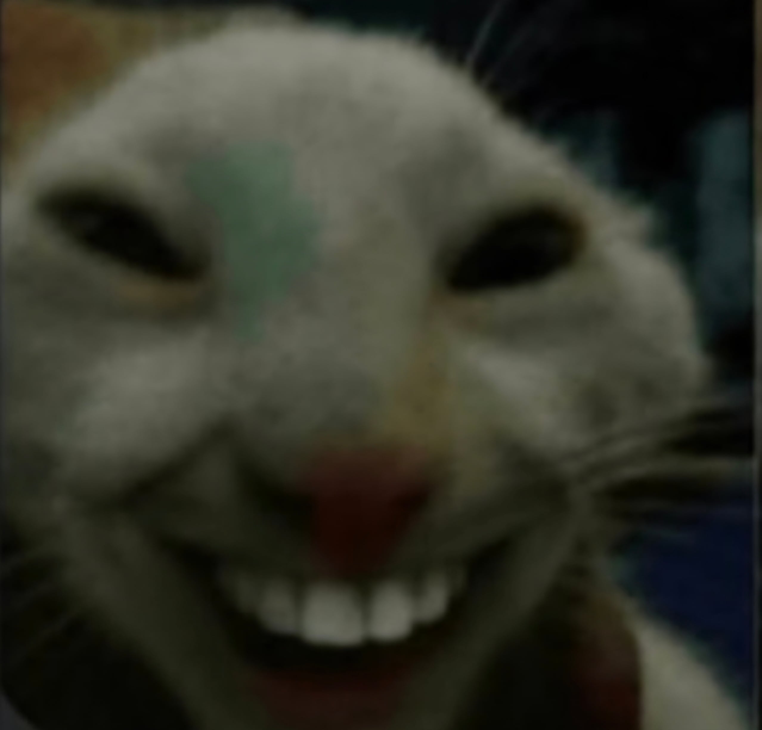 A cat with a sly smirk showing its teeth