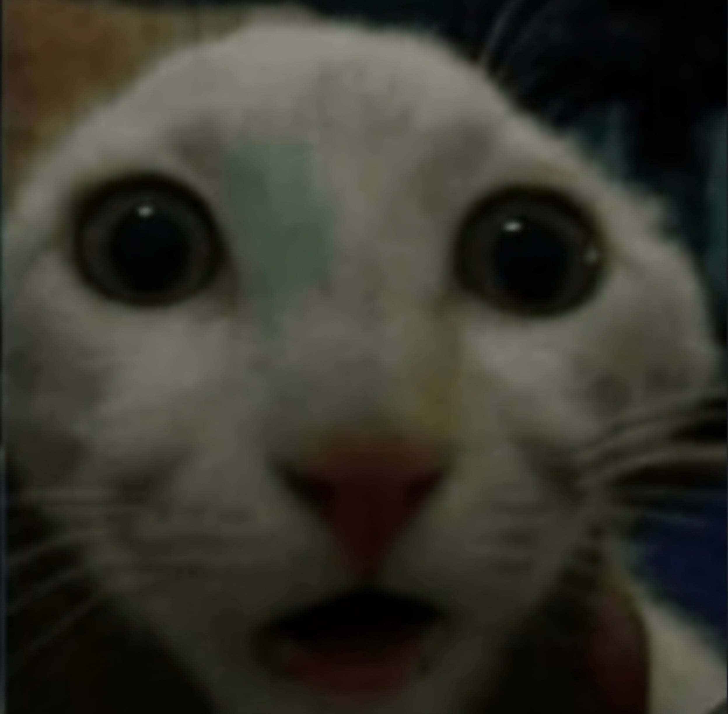 A cat staring blankly with its mouth open in shock