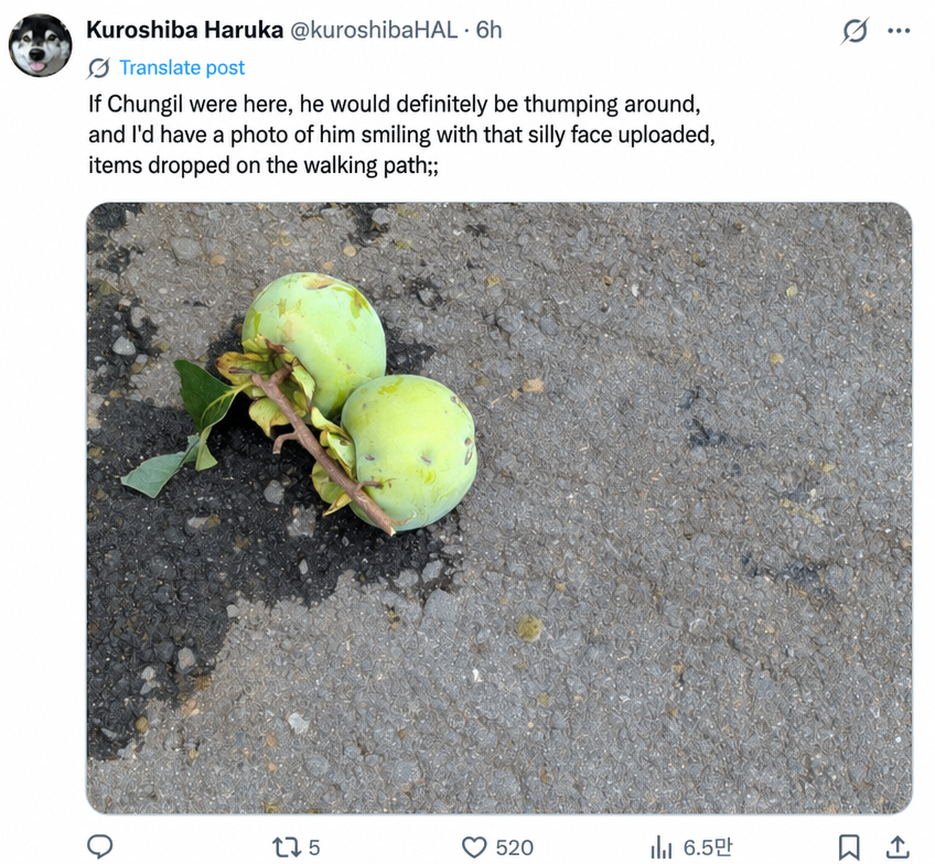 A Twitter screenshot showing a picture of a persimmon fallen on the street, with a caption saying that if his dog were still alive, he would have taken a picture of him sniffing it and smiling.