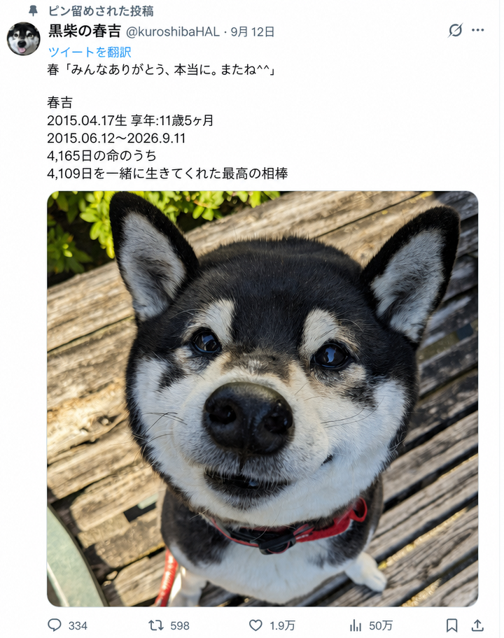 笑顔の黒柴の写真と共に、愛犬ハルキチが虹の橋を渡ったことを知らせる訃報のツイートキャプチャ画面