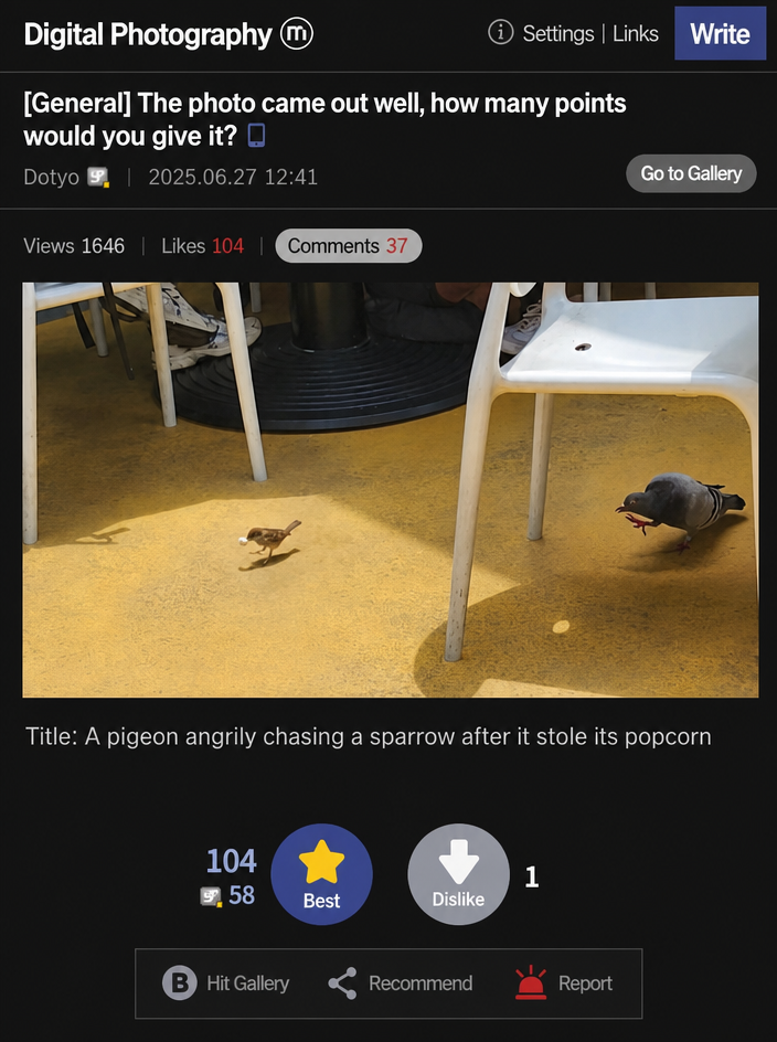 An internet community post featuring a perfectly timed photo of a pigeon with an angry expression, lifting its foot to chase after a sparrow that has stolen a piece of popcorn.