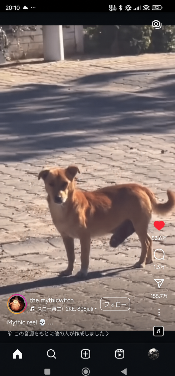 インスタグラムの画面に映る、絶妙な角度で立っているストリートの茶色い犬。
