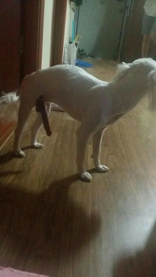 室内の床に立っている白い犬の足の間に、棒状のおやつが絶妙に配置されている様子。