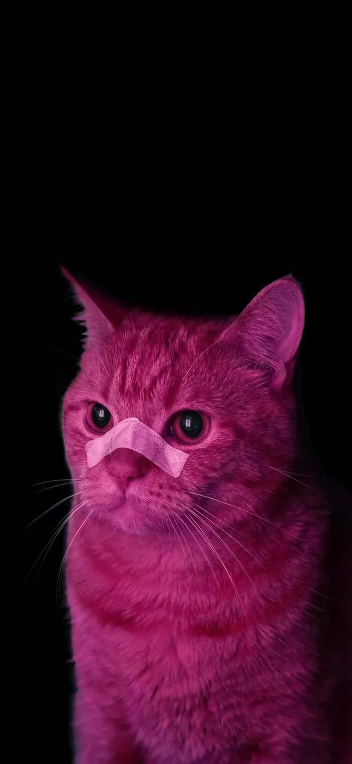 黒い背景に、鼻に絆創膏を貼った明るいピンクの猫。ブレードランナー2049を彷彿とさせる。