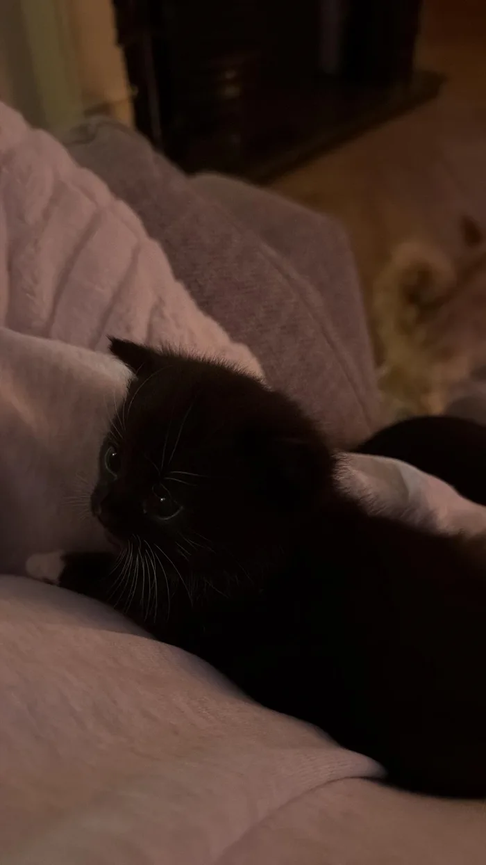 柔らかい毛布の上で心地よさそうに休んでいる、白いヒゲの小さな黒い子猫。