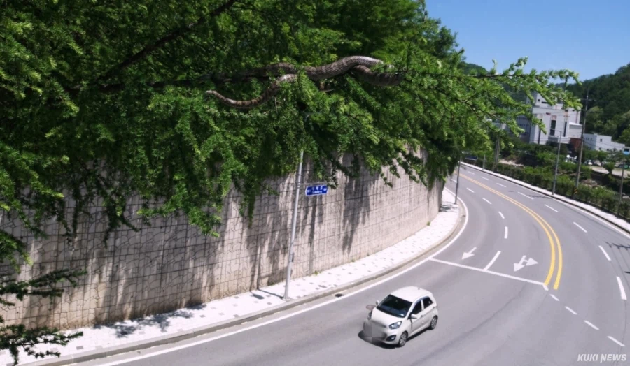 A giant snake draped across tree branches extending over a road, with a small car passing underneath.