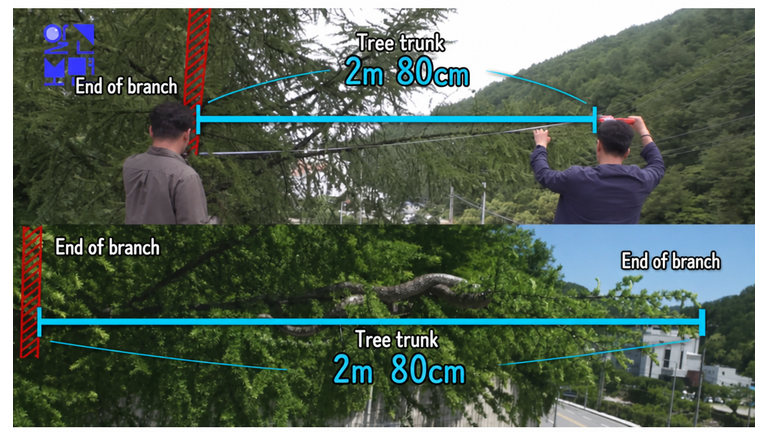Broadcast screen showing a measurement of a 2.8m branch to verify the actual size of the snake.