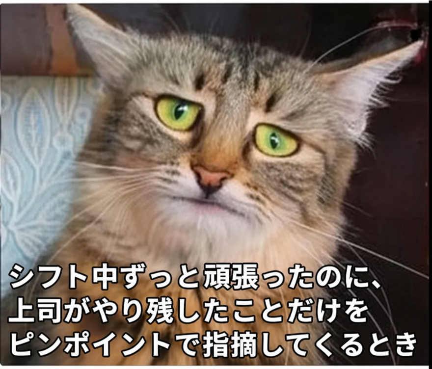 シフト中ずっと頑張ったのに、上司がやり残したことだけをピンポイントで指摘された時の、深く失望して悲しそうな猫。