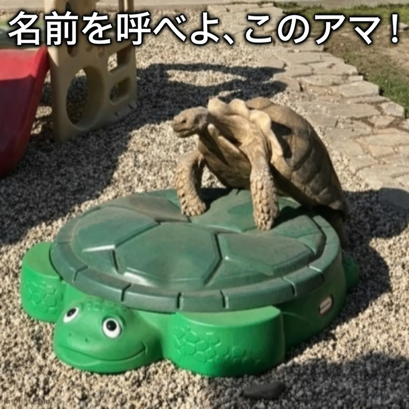 裏庭で、大きなリクガメがカメの形をした緑色のプラスチック製砂場用フタと交尾しようとしている。キャプションは「Say my name, bitch!（名前を呼べよ、このアマ！）」