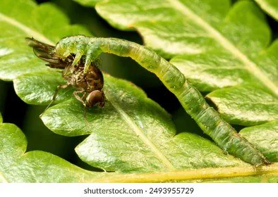 A light green carnivorous caterpillar biting firmly into a flying insect on a green leaf
