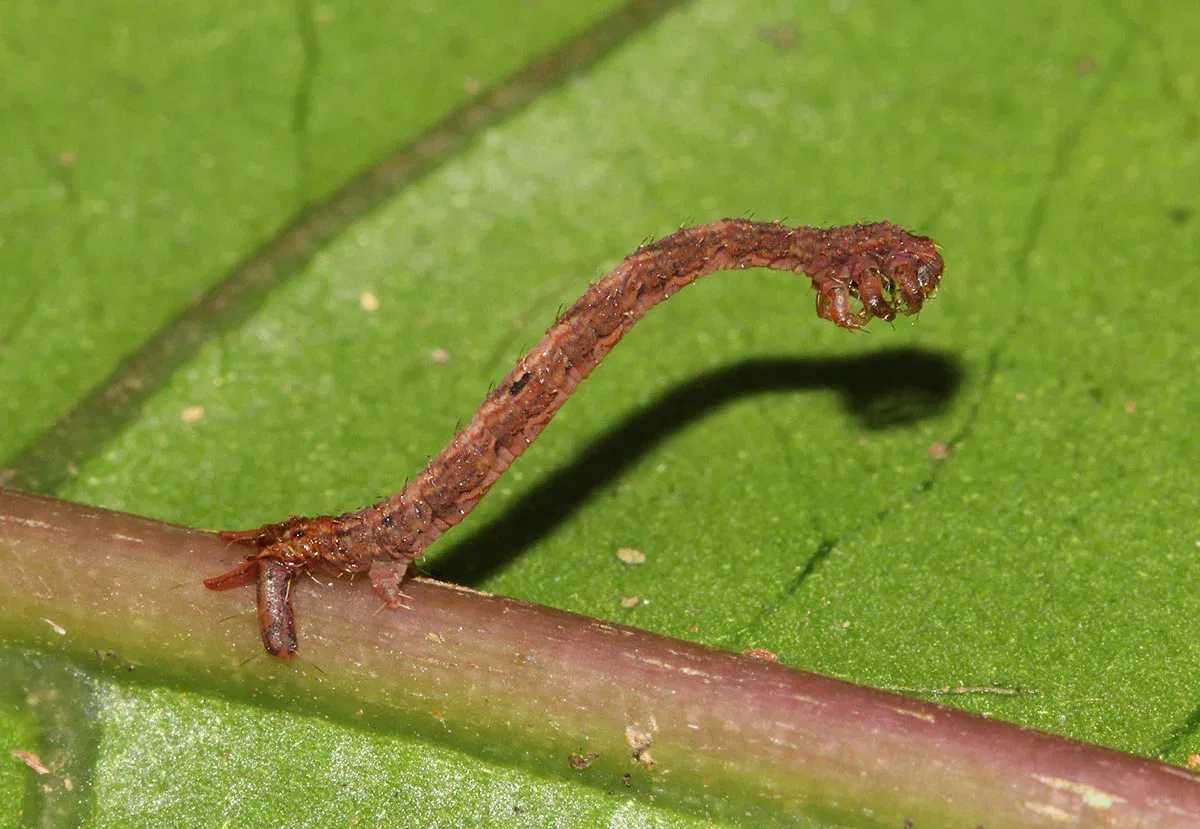 枝の上で上体を起こして獲物を待つ茶色の肉食性の毛虫