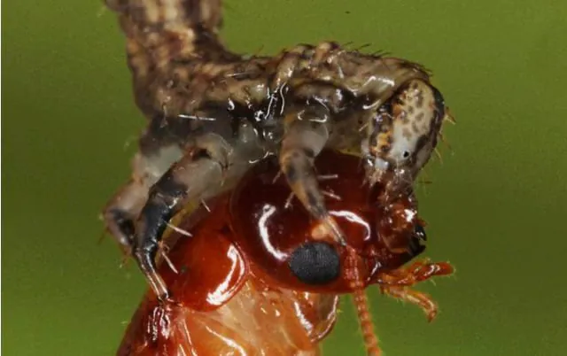 小さな昆虫を前脚でしっかり掴み、頭からかじりついている毛虫の拡大図