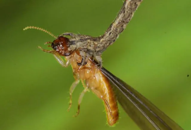 体を丸く曲げたまま、捕らえた獲物を離さずに食べている毛虫