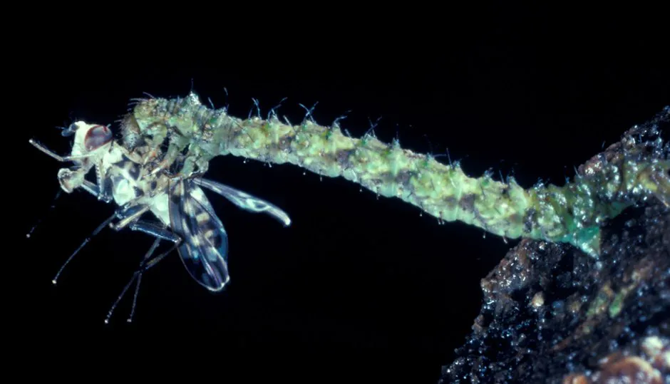 黒い背景の中で、羽のある昆虫を狩ってくわえている毛虫