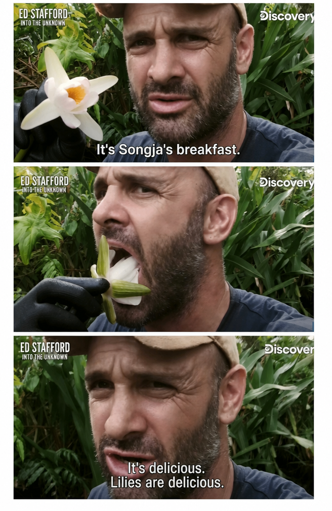 Broadcast screenshot of survival expert Ed Stafford putting a lily flower into his mouth with subtitles saying 'Breakfast of champions. Lily is delicious.'