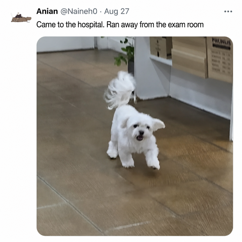 Tweet capture of a white Maltese puppy excitedly running out of a vet clinic with its tail held high.