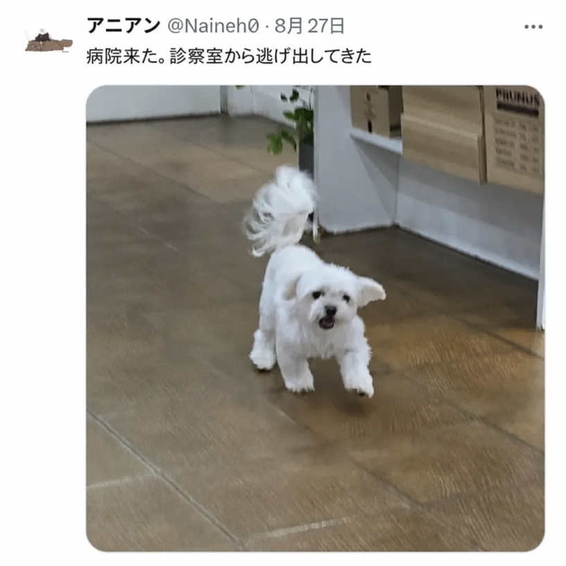 動物病院の診察室から抜け出し、尻尾をピンと立てて嬉しそうに走り出てくる白いマルチーズの子犬のツイートキャプチャ