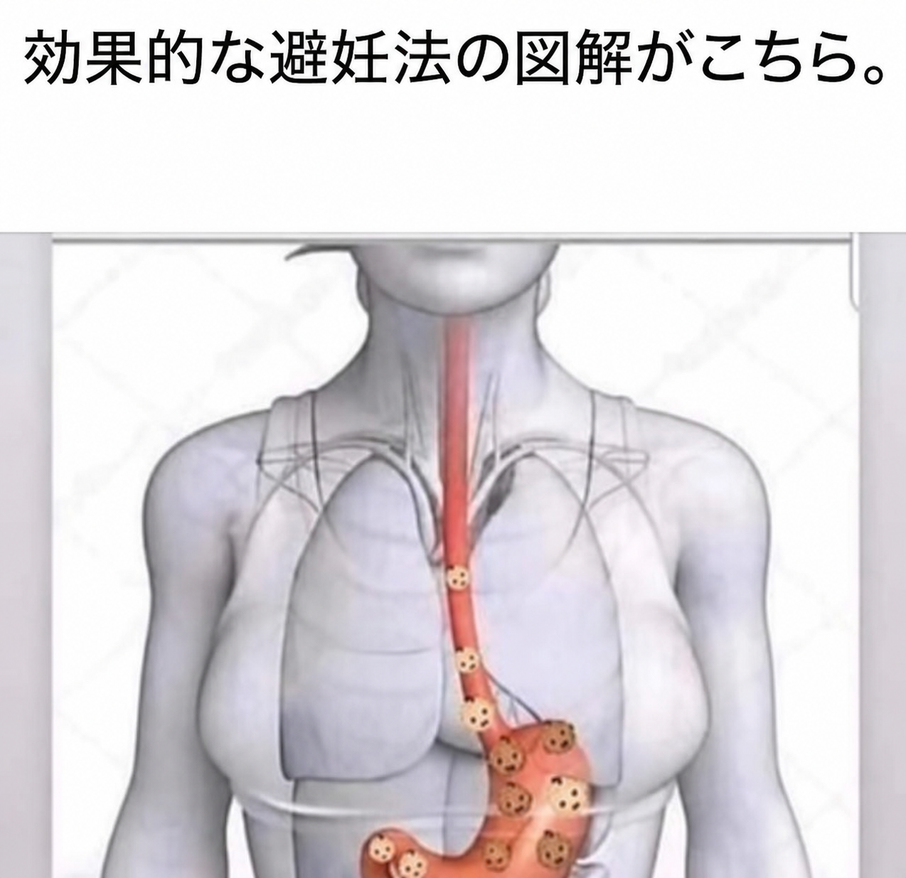女性の上半身の解剖図。赤ちゃんの顔のアイコンが食道を通って胃へと飲み込まれていく様子が描かれている。