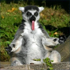 A lemur in a meditation pose with half-closed eyes, tongue sticking out, looking completely spaced out and dazed.