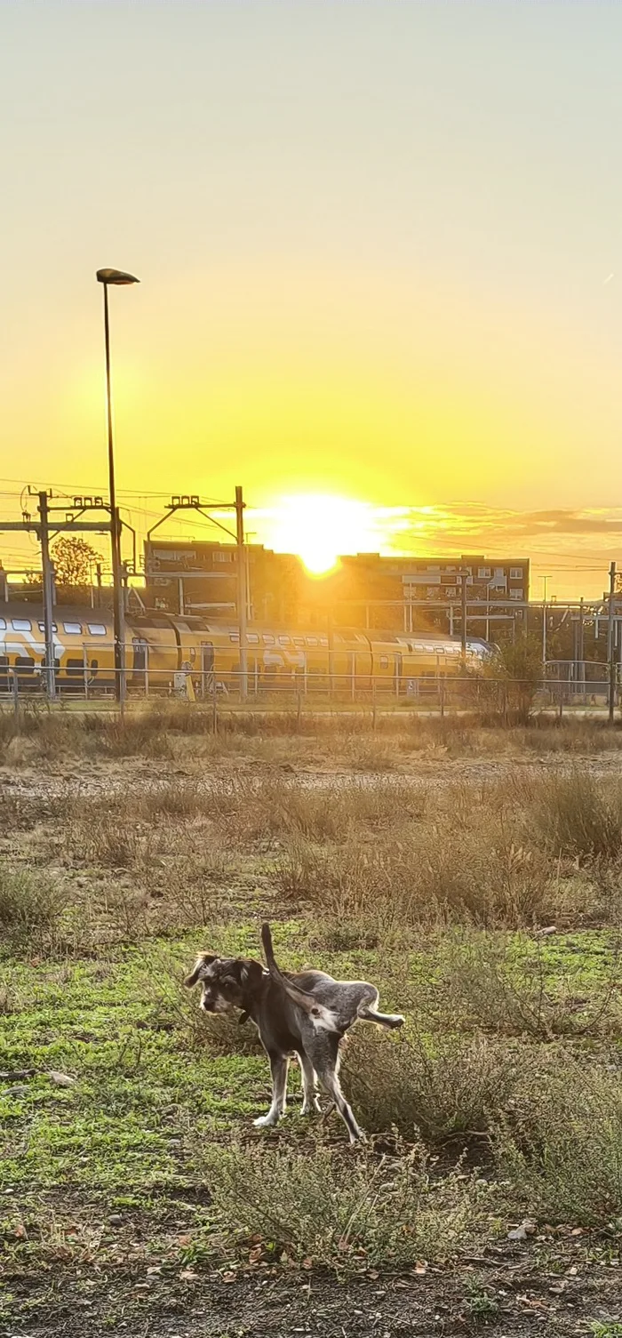 朝日の昇る野原で犬が片足を上げており、背後を黄色い旅客列車が通り過ぎている。